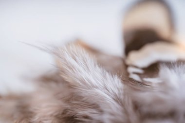 Doğa Tavuk tüyü, yumuşak odak dokusu pastel renkli tavukların yumuşacık kanatları, beyaz arka planda soyut beyaz ve kahverengi tüyler, klasik tonda sığ vahşi yaşam alanı.