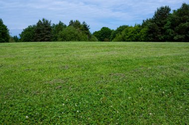 Taze hava ve güneşli yaz arkaplanı için yeşil ağaçlı güzel doğal çayır manzarası orman ağaçları ve güneş ışınlarıyla çevrili çevre parkı manzarası.