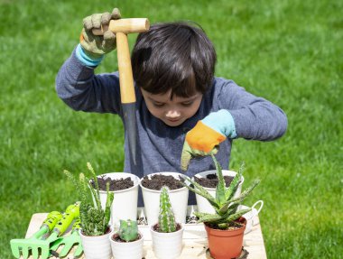 Aktif küçük çocuk eldivenlerini çıkartıyor güneşli bir yaz günü evinin bahçesine kaktüs ekiyor eğleniyor ve çocuklar için kaktüs ekerken bitki saksısını merak ediyor.