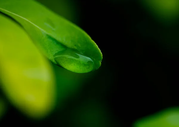 Macro Pioggia Goccia Foglia Verde Con Sole Splendente Serata Gocce — Foto Stock