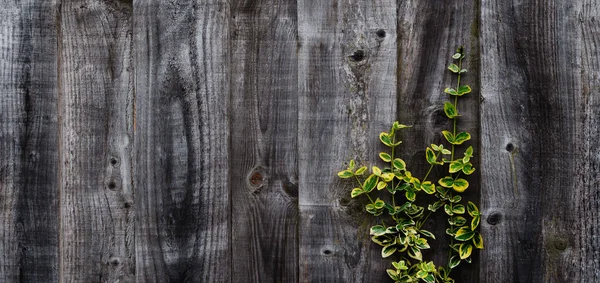 Pared Madera Con Hojas Trepando Hojas Vid Natural Amarillo Verde — Foto de Stock