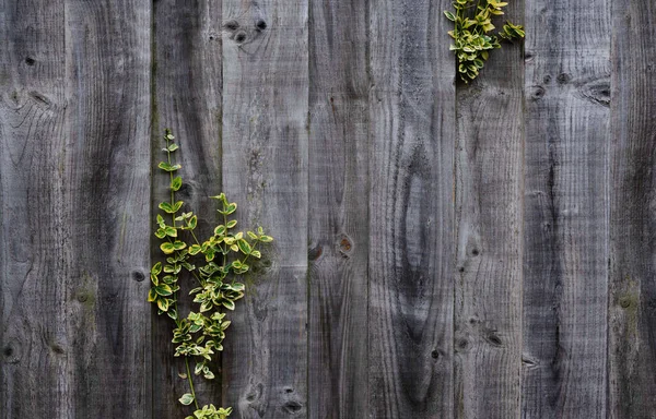 Mur Bois Avec Des Feuilles Grimpant Feuilles Vigne Naturelles Jaune — Photo