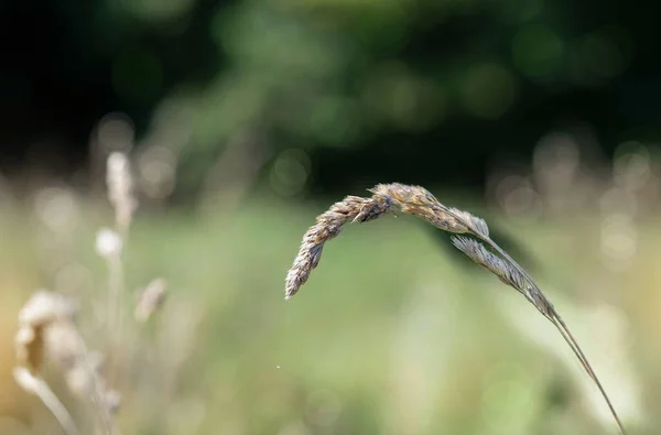 Dry wild grass with blurry nature bokeh background
