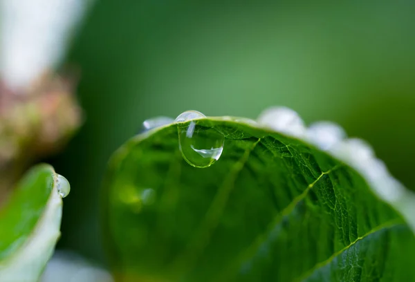 Macro Pioggia Goccia Foglia Verde Con Sole Splendente Mattino Gocce — Foto Stock