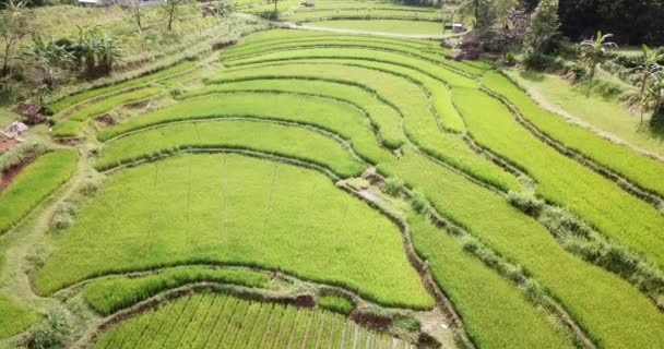 Aerial View Agriculture Green Rice Fields Agricultural Land Green Fields — Stock Video