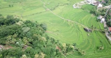 Yeşil pirinç tarlalarındaki tarımın havadan görünüşü, yeşil tarlalı tarım arazisi, Nglanggeran, Gunung Kidul, Endonezya 'da pirinç yetiştirme kavramı. 4k Dronlar, Doğal Pirinç Tarlaları