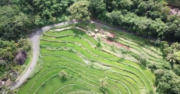 Aerial View Agriculture Green Rice Fields Agricultural Land Green Fields — Stock Video