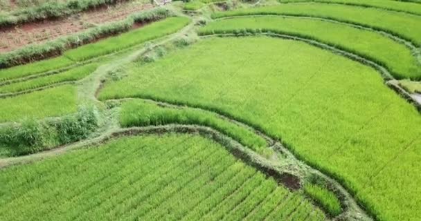 Pandangan Udara Tentang Pertanian Sawah Hijau Lahan Pertanian Dengan Ladang — Stok Video