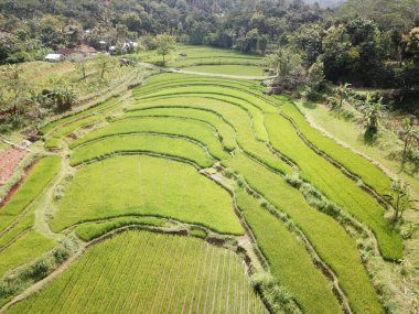 Yukarıdan güzel bir manzara, Nglanggeran Gunungkidul, Yogyakarta köyünde teraslı pirinç tarlaları.