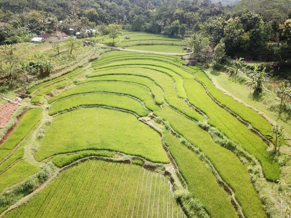 Bela Vista Cima Campos Arroz Terraços Aldeia Nglanggeran Gunungkidul Yogyakarta — Fotografia de Stock