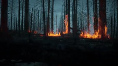 Alevler içindeki ağaçlar. Akşamları yanan orman. Doğal afet konsepti videosu.