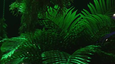 Geceleri rüzgarda sallanan tropik bitkiler. Plaj partisi konsepti.