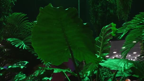 Frische tropische Pflanzenblätter in dunkler Umgebung. Nachtparty im wilden Dschungel — Stockvideo