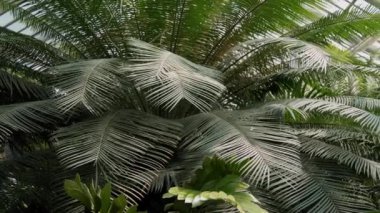 Botanik bahçesinde tropik palmiye yaprakları var. Yaz arkaplan videosu