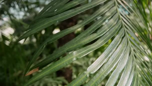 Trópusi pálmalevél a botanikus kertben. Nyári háttér videó — Stock videók