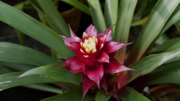 Tropical red flower guzmania in garden. Beautiful Guzmania close-up video. — Stock Video