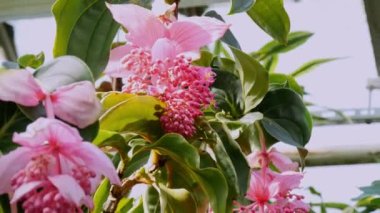 Medinilla Magnifica meyveleri, gül üzümü olarak da bilinir. Çiçekli tropikal bitki