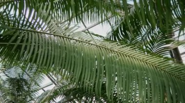 Tropik palmiye yaprakları güneş ışığıyla botanik bahçesinde sallanıyor..