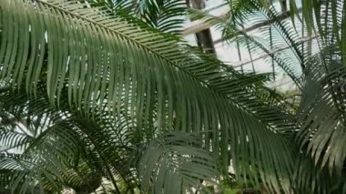 Botanik bahçesinde tropik palmiye yaprakları var. Yaz arkaplan videosu