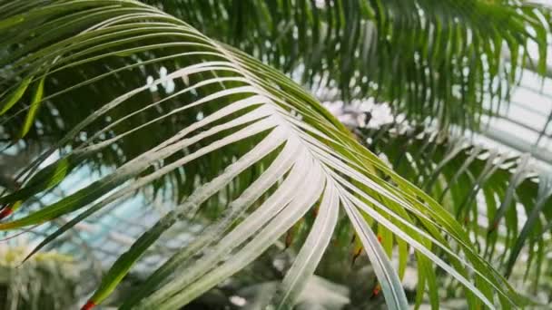 Hojas de palmeras tropicales balanceándose en el jardín botánico con luz solar. — Vídeo de stock