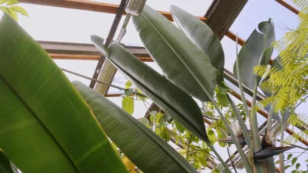 Las hojas tropicales se cierran en el jardín botánico. Vídeo de verano — Vídeos de Stock