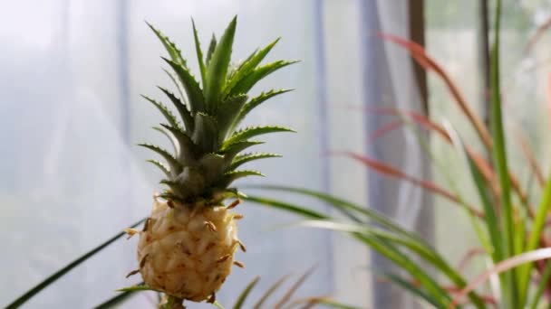 Kleine groeiende tropische ananas zwaaien zachtjes met de wind. Babyananas — Stockvideo