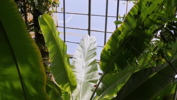 Tropische Blätter hautnah im Botanischen Garten. Sommer-Hintergrundvideo — Stockvideo