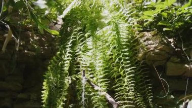 Botanik bahçesinde tropik yapraklar var. Yaz arkaplan videosu