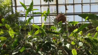 Botanik bahçesinde tropik yapraklar var. Yaz arkaplan videosu