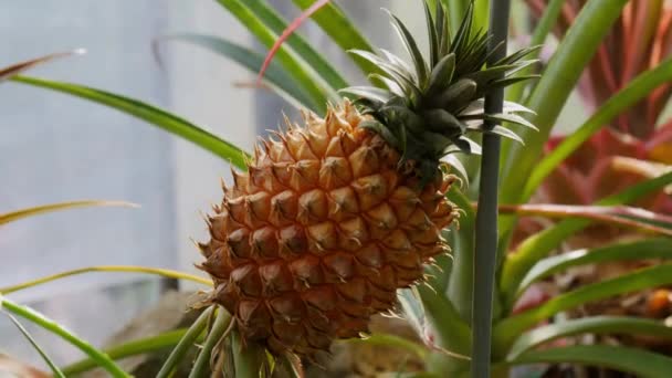 Liten växande tropisk ananas som svajar försiktigt med vinden. Ananas (sötnos) — Stockvideo