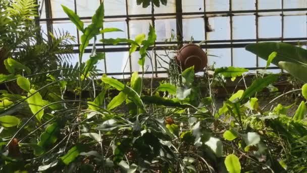 Liście tropikalne w ogrodzie botanicznym. Letni film w tle — Wideo stockowe