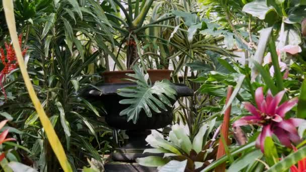 Feuilles tropicales rapprochées dans le jardin botanique. Vidéo de fond d'été — Video