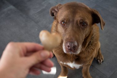 Köpek kurabiye alıyor. Yetişkin karışık Labrador köpeği kurabiye yiyor. Gri arka plan. Şirin kahverengi köpeğin yakın portresi. 