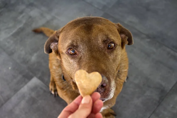 Dog Getting Cookie Adult Mixed Labrador Dog Eating Cookie Gray — Stock Photo, Image