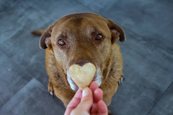 Dog Getting Cookie Adult Mixed Labrador Dog Eating Cookie Gray — Stock Photo, Image