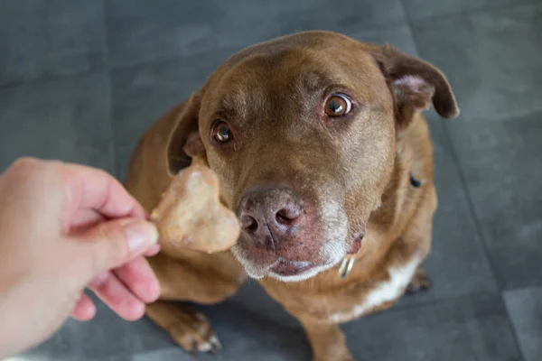 Dog Getting Cookie Adult Mixed Labrador Dog Eating Cookie Gray — Stock Photo, Image