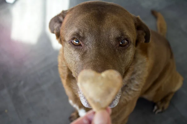 Dog Getting Cookie Adult Mixed Labrador Dog Eating Cookie Gray — Stock Photo, Image