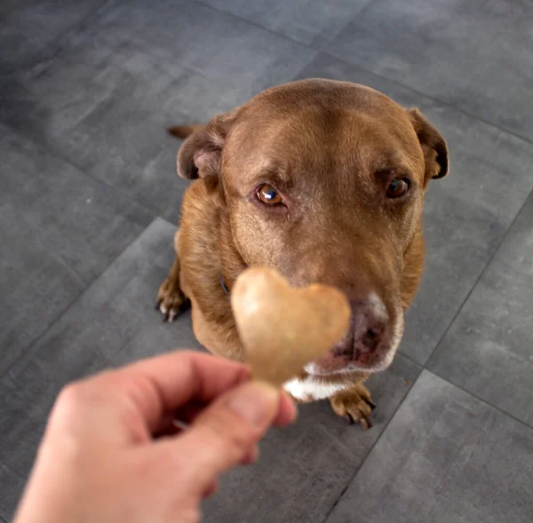 Dog Getting Cookie Adult Mixed Labrador Dog Eating Cookie Gray — Stock Photo, Image