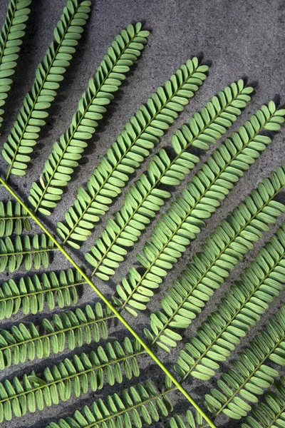 Texture Verte Des Feuilles Gros Plan Fond Gris Avec Espace — Photo