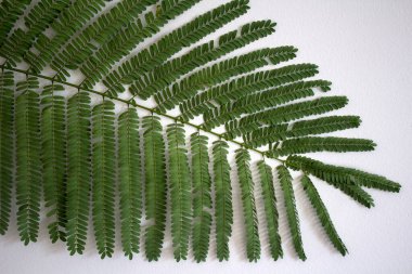 Yeşil yaprak dokusu yakın. Kopyalama alanı olan beyaz arkaplan. Makro fotoğraf yerleştir. 