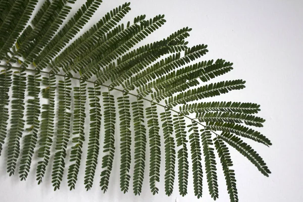 Textura Hoja Verde Cerca Fondo Blanco Con Espacio Copia Planta — Foto de Stock