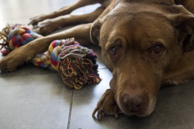 Labrador köpeği gri fayanslı zeminde renkli pamuk iplerle yatıyordu. Büyük kahverengi köpek oyuncağıyla. 
