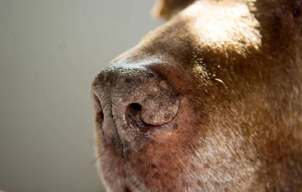 Dog nose close up photo. Brown Labrador dog nose macro photo.