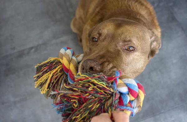 Perro Adulto Labrador Jugando Con Cuerda Algodón Colores Animales Domésticos —  Fotos de Stock