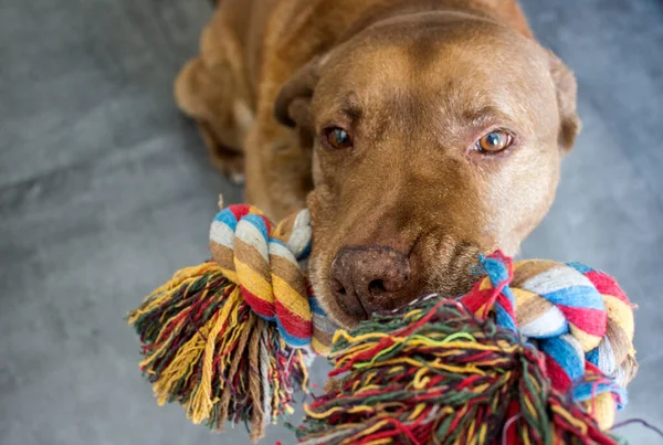 Adult Labrador dog playing with colorful cotton rope. Domestic animal close up photo.