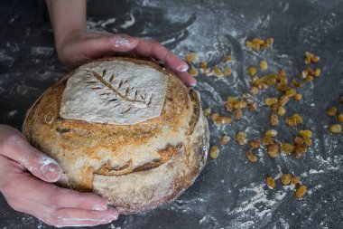 Kadın eli fotoğrafı, tahıldan yapılmış taze ekşi ekmek, kuru üzümler, masada un. Fotokopi alanı olan gri arkaplan. Esnaf ekmeği pişiriyorum.. 