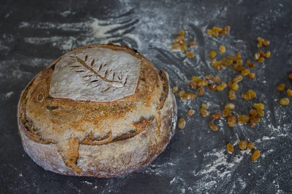 Top view photo of woman\'s hands, fresh sourdough bread made of whole grain, raisins, flour on a table. Grey background with copy space. Baking artisan bread.