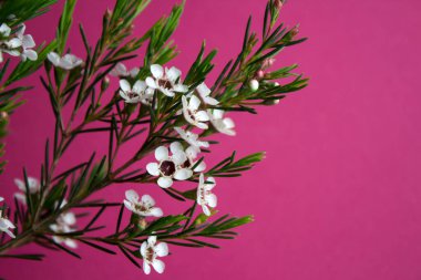 Çiçek açan güzel bir dal, yakın plan fotoğrafı. Pembe arkaplan üzerinde küçük beyaz çiçekler kopyalama alanı ile. 