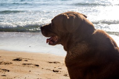 Gülümseyen köpeğin yakın portresi. Kumsalda oturan yetişkin kahverengi köpek. Yaz tatili aktiviteleri. Deniz fiyatına karışık köpek. Kumsalda oturan tatlı melez köpek. Köpeğin yaz aktivitesi. Kumsalda güneşli bir gün. Kürklü kahverengi köpek, portreyi kapat.. 
