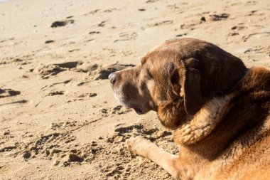 Kumların üzerinde oturan kahverengi Labrador köpeği. Yetişkin köpek yaz aktivitesi. Mutlu evcil hayvan hayatı. Büyük tüylü köpeğin yakın portresi.. 